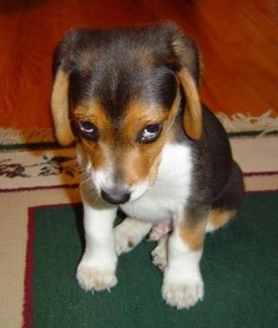 puppy shame