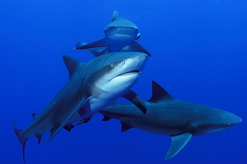 sharks