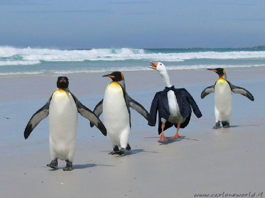 Pinguini