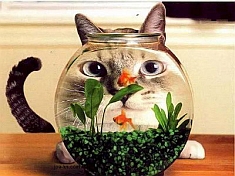 //cdn-origin.pokerstrategy.com/2012/11/07/funny-cat-looking-through-fish-tank.jpg