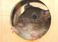 rat