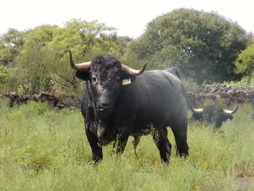toro