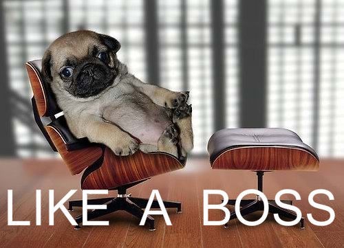 Like a boss