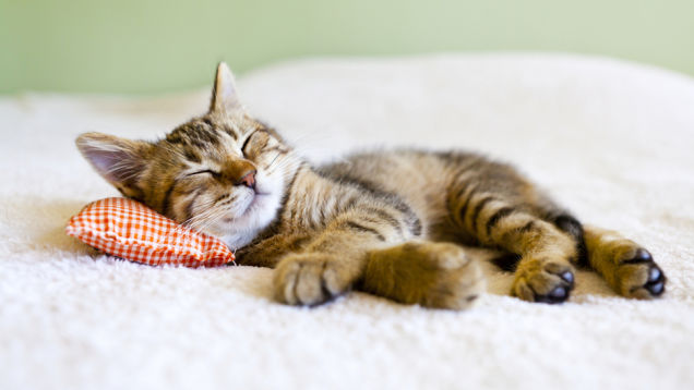 Sleep Sleep