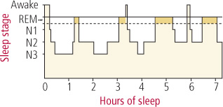 Sleep architecture Sleep architecture