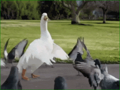 Funny GIF Funny GIF