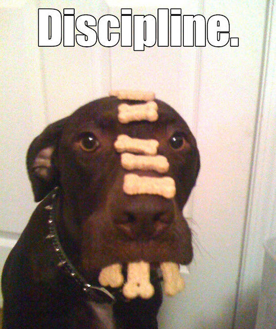 Discipline Discipline