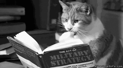 Gatto