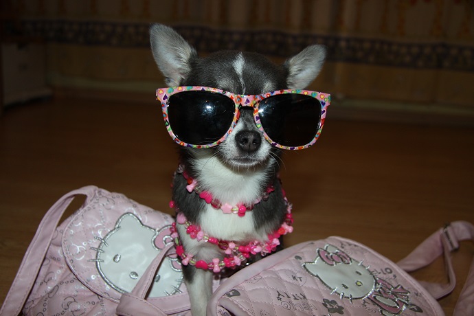 Angy member