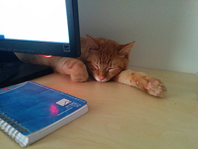 Cat Cat behind a PC screen