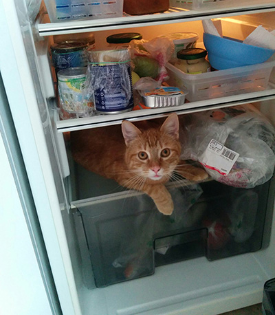 Cat Cat behind a PC screen