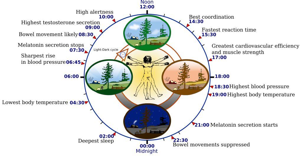 Biologische Uhr