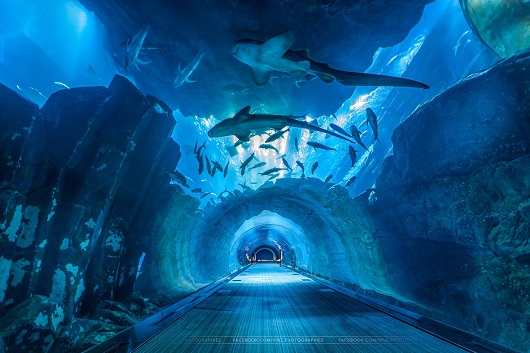 shark pool tendenz