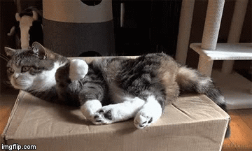 GIF divertente