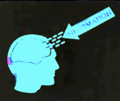 Mente cervello