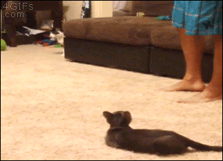 button gif