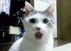 bottone gif