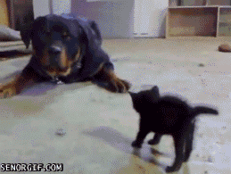 bottone gif