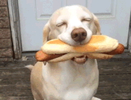 hot dog