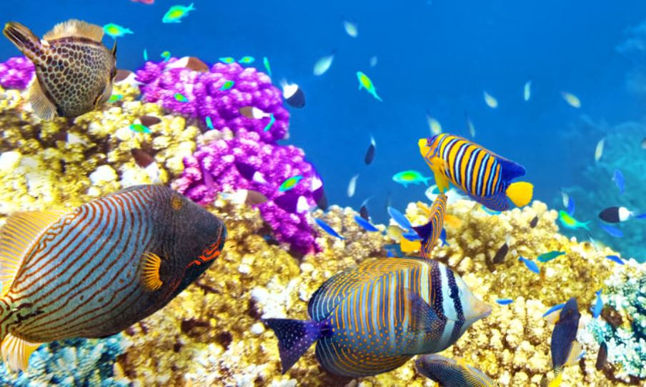 Great Barrier Reef Wildlife