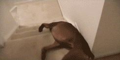 lazy fail