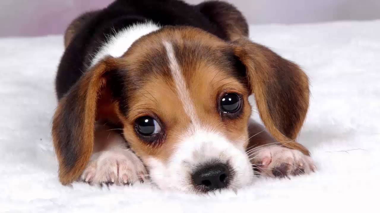 puppy