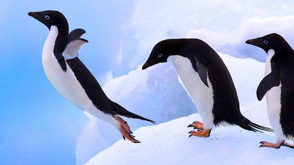Penguin