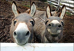 Bring on the donkeys! Bring on the donkeys!
