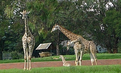 Girrafes