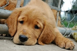 sad puppy sad puppy