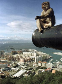 monkey
