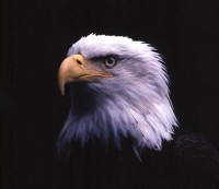 EagleStar88 EagleStar88